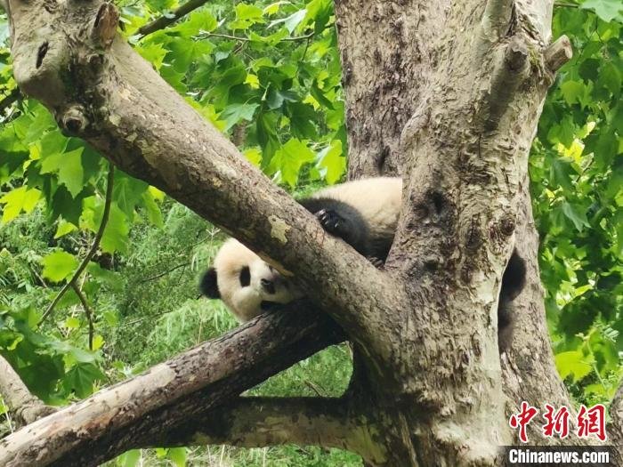 经济观察：如何更好守护“国宝”？大熊猫国家公园探索保护新路径