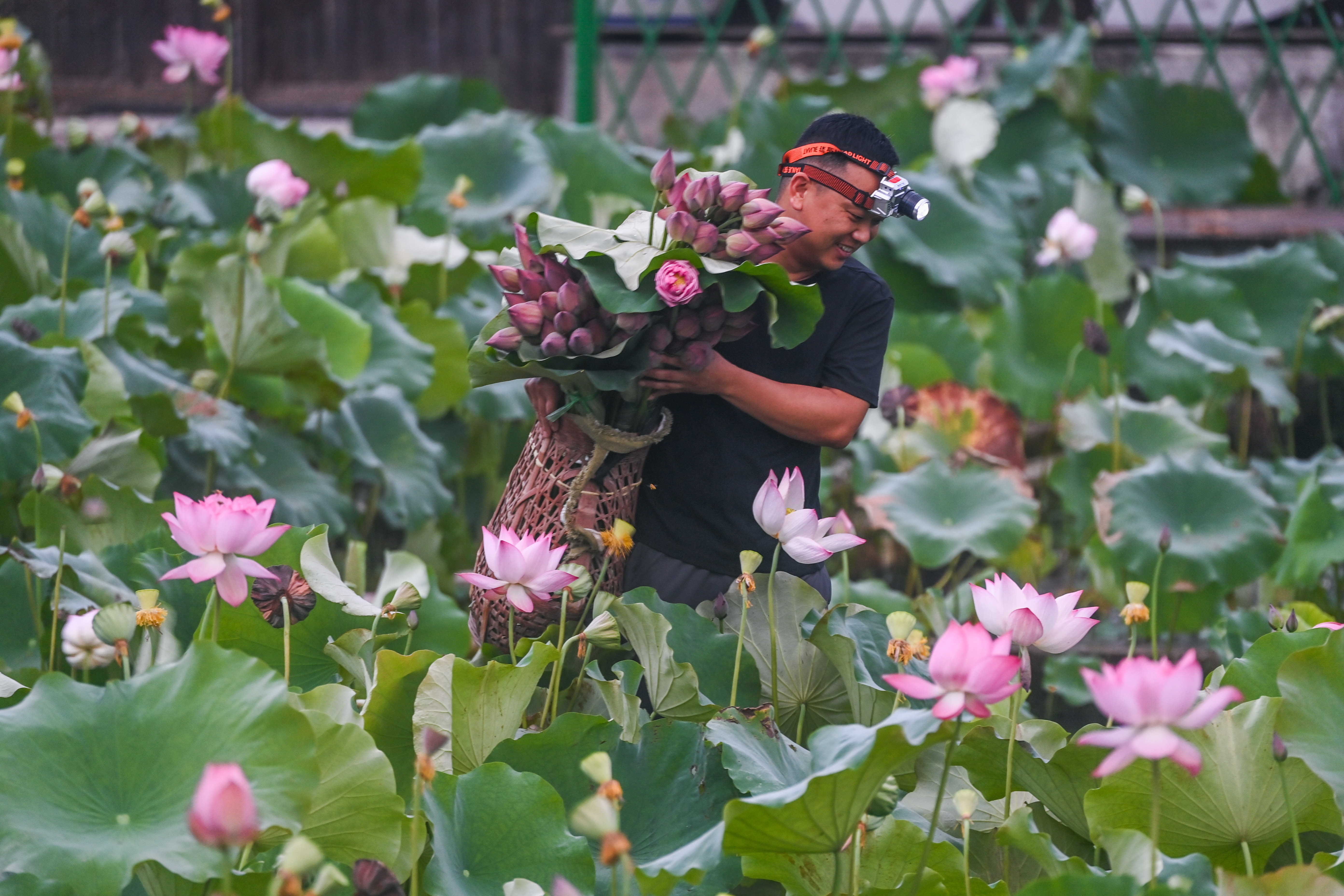 “荷花经济”助增收