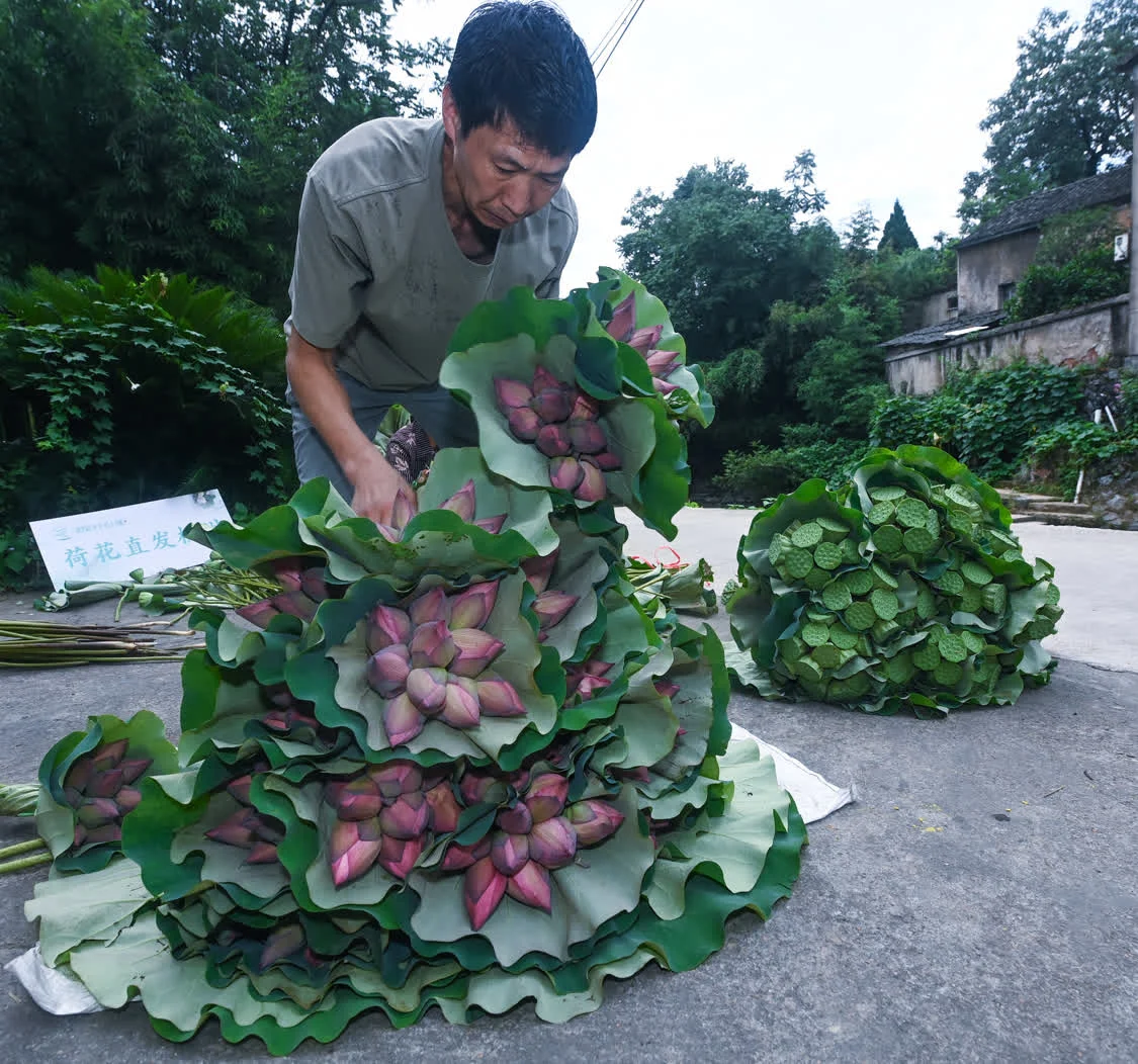 “荷花经济”助增收 荷花种植 大慈岩 莲蓬 行业新闻 第3张