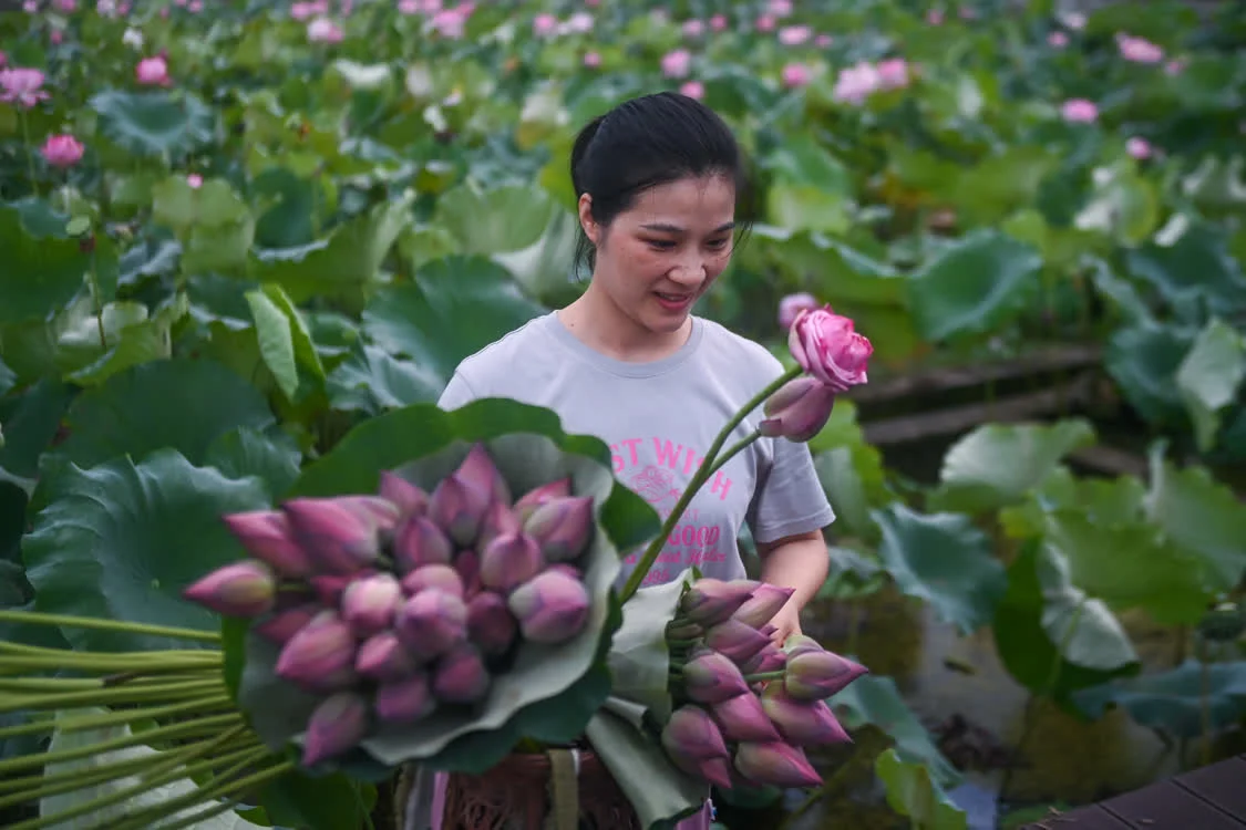 “荷花经济”助增收 荷花种植 大慈岩 莲蓬 行业新闻 第4张