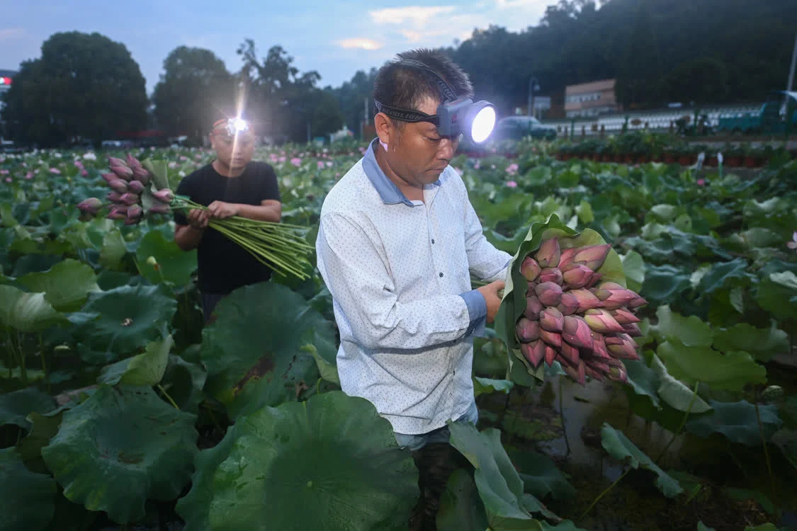 “荷花经济”助增收 荷花种植 大慈岩 莲蓬 行业新闻 第5张