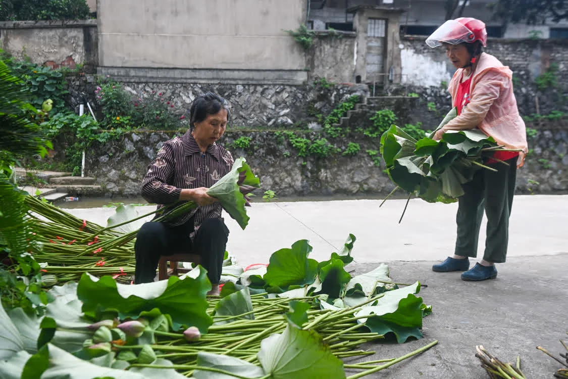 “荷花经济”助增收 荷花种植 大慈岩 莲蓬 行业新闻 第8张