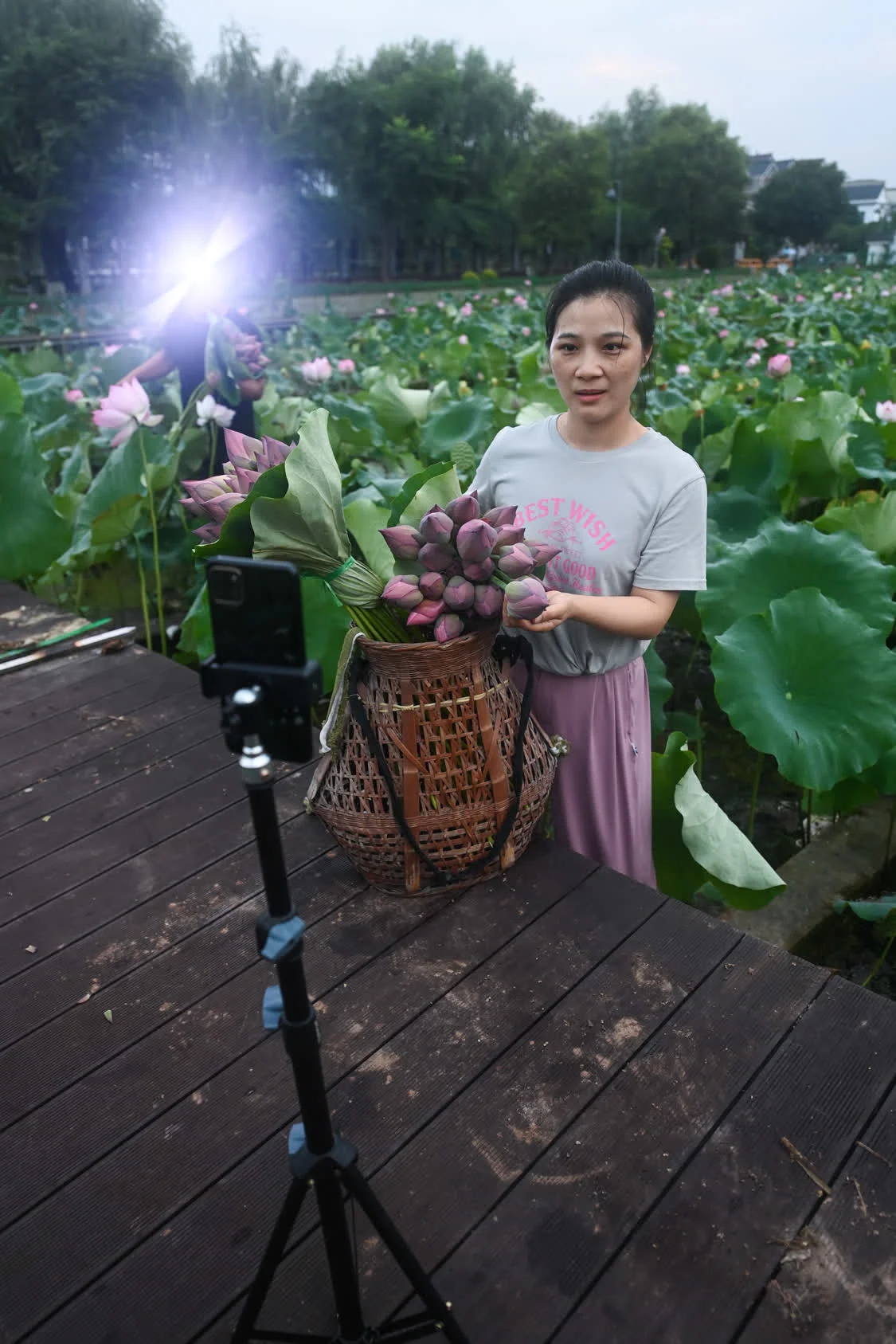 “荷花经济”助增收 荷花种植 大慈岩 莲蓬 行业新闻 第9张