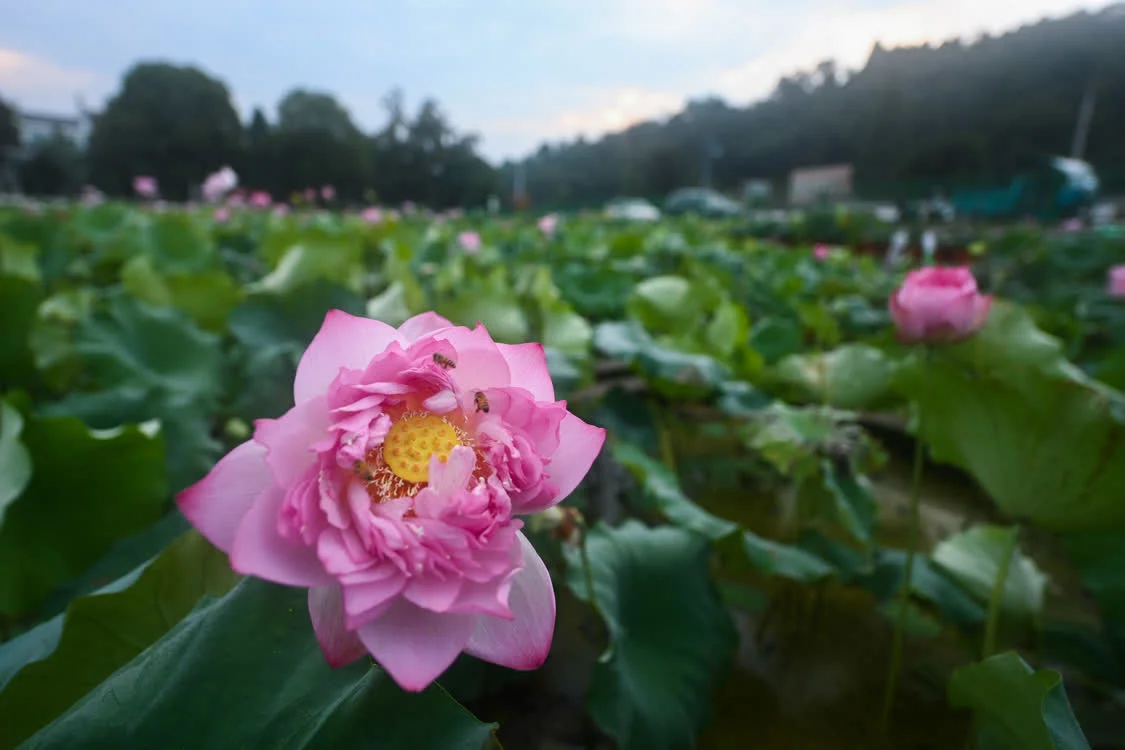 “荷花经济”助增收 荷花种植 大慈岩 莲蓬 行业新闻 第10张
