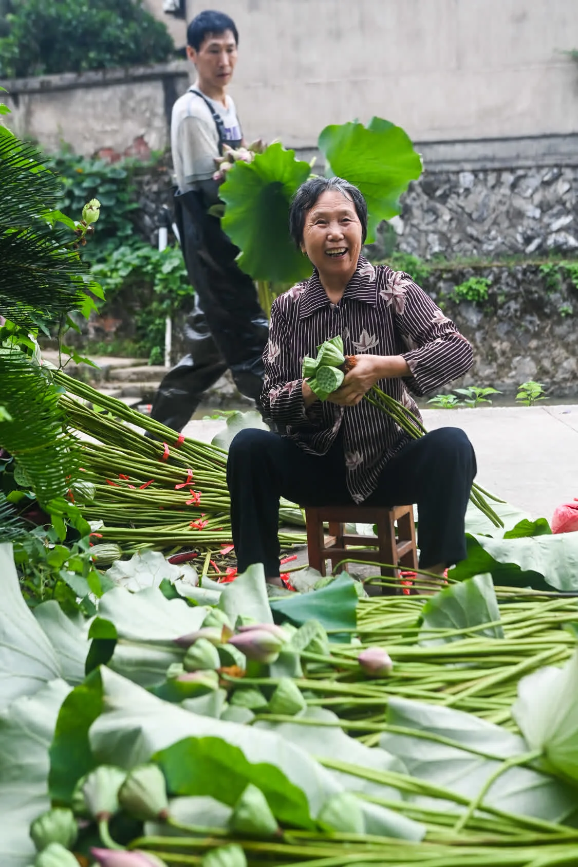 “荷花经济”助增收 荷花种植 大慈岩 莲蓬 行业新闻 第12张
