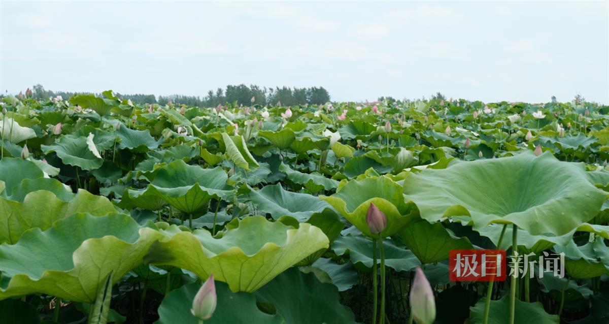 荷花绽放迎客来，“美丽经济”兴乡村