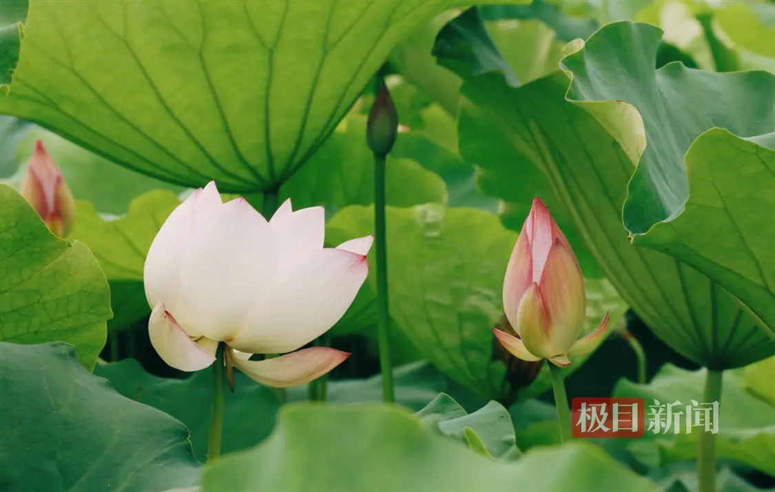 荷花绽放迎客来，“美丽经济”兴乡村 三农 农业 荷花种植 行业新闻 第2张