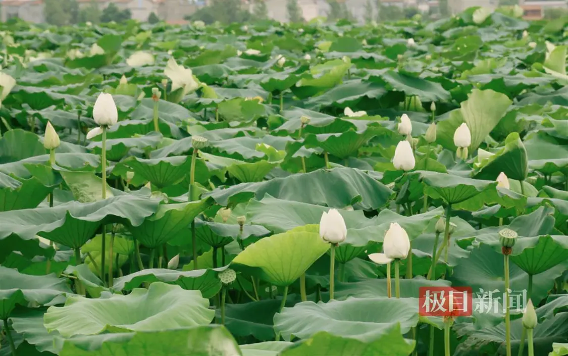 荷花绽放迎客来，“美丽经济”兴乡村 三农 农业 荷花种植 行业新闻 第3张