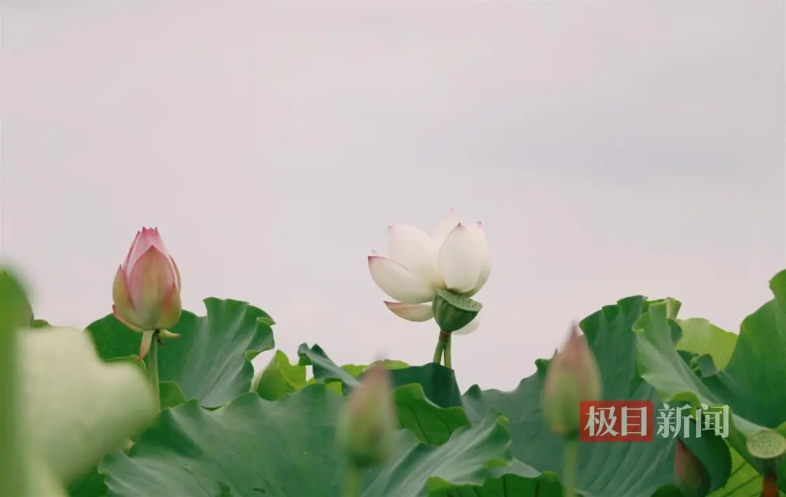 荷花绽放迎客来，“美丽经济”兴乡村 三农 农业 荷花种植 行业新闻 第4张