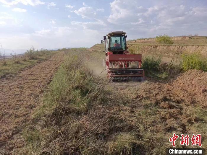 山西大同：中药材成农民致富的“绿色银行”