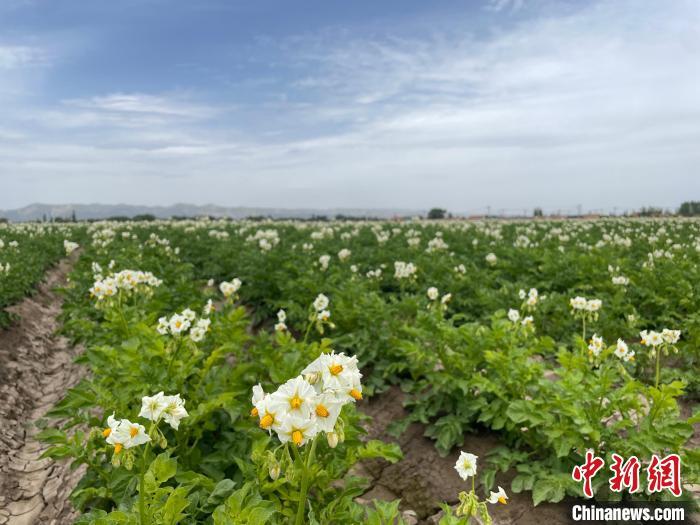 宁夏：“经济护照”助力企业“走南闯北”