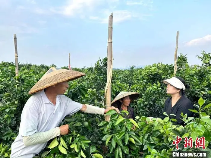 湖南东安“她力量”赋能乡村振兴助力县域经济 农村 三农 农业 行业新闻 第2张