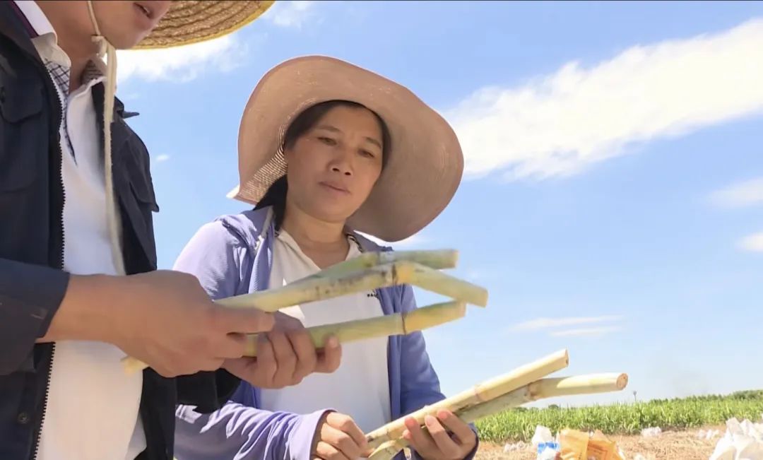 蔗香满溢！贴息贷款为蔗农“贷”来甜蜜生活 三农 创业 贴息贷款 行业新闻 第3张