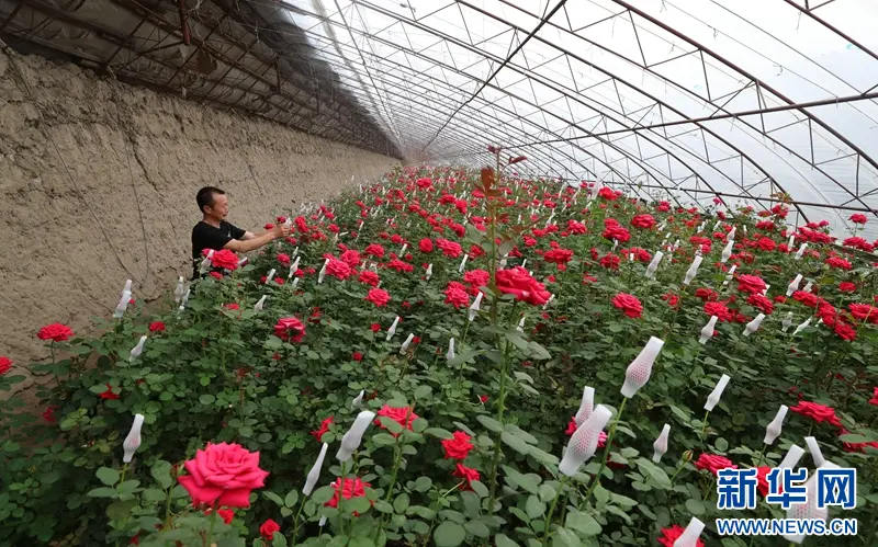 乡味丨辽中玫瑰:“美丽经济”绽放致富“花路” 李红林 六间房 辽中 行业新闻 第2张 乡味丨辽中玫瑰:“美丽经济”绽放致富“花路” 李红林 六间房 辽中 行业新闻 第2张