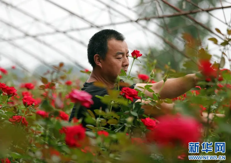 乡味丨辽中玫瑰：“美丽经济”绽放致富“花路” 李红林 六间房 辽中 行业新闻 第4张
