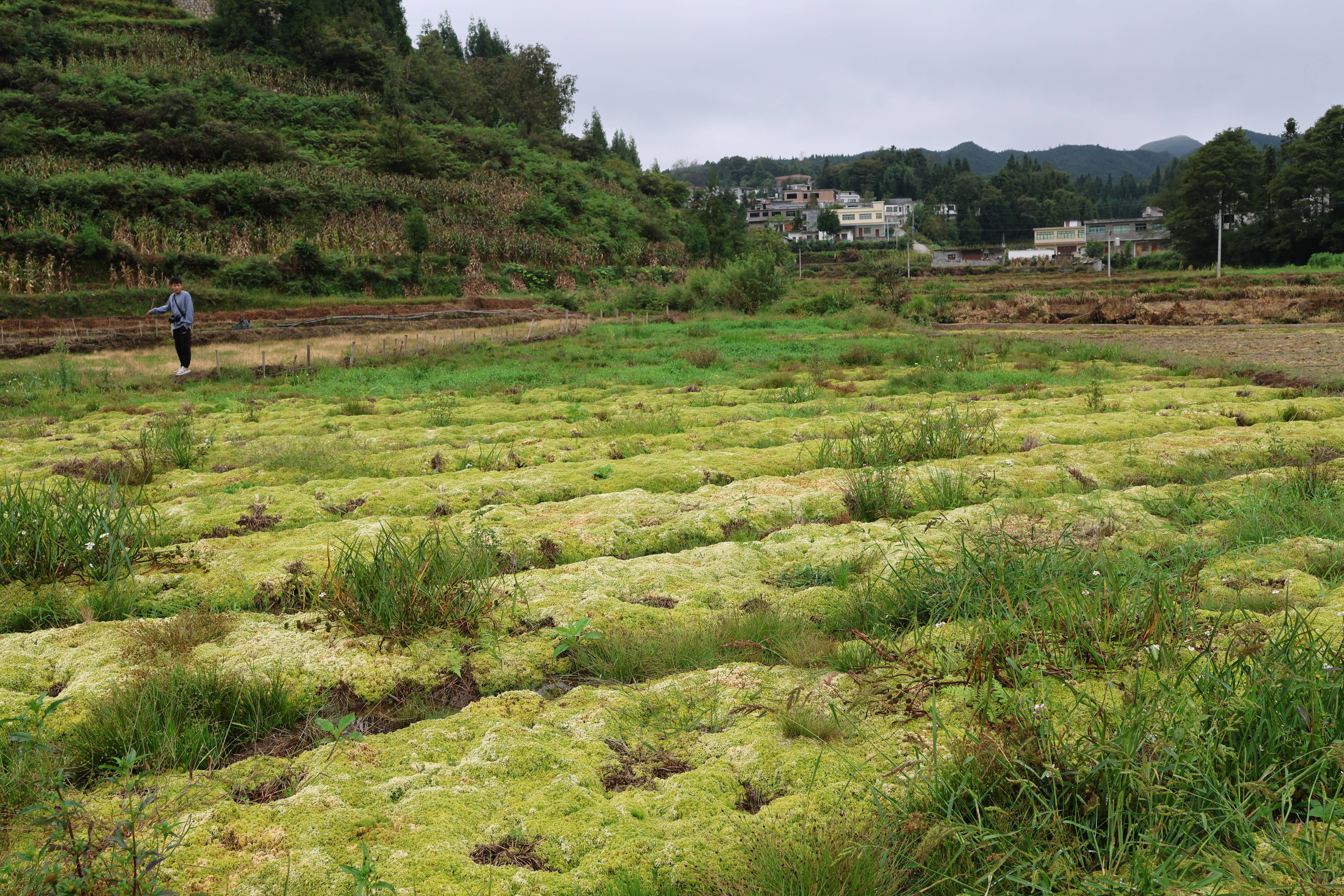 大方县兴隆乡：高山海花与大棚鲜花，共绘特色经济新画卷 种植业 三农 农业 行业新闻 第3张