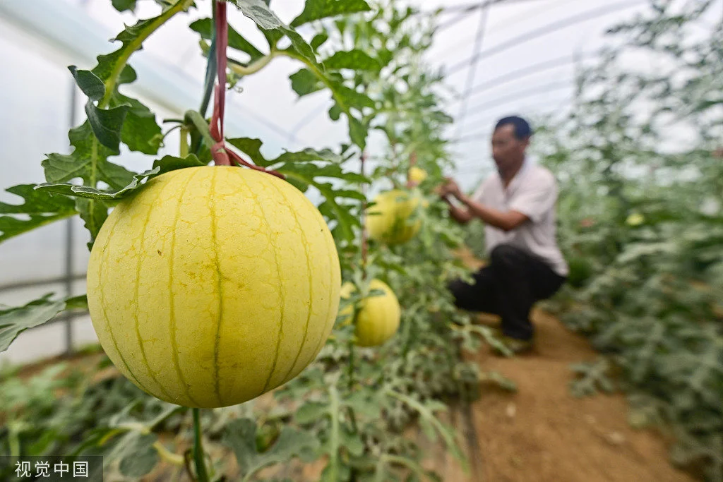 观察|科技经济“两张皮”,农业科创之路“拦路虎”如何除? 投资 科技 农业 行业新闻 第2张 观察|科技经济“两张皮”,农业科创之路“拦路虎”如何除? 投资 科技 农业 行业新闻 第2张