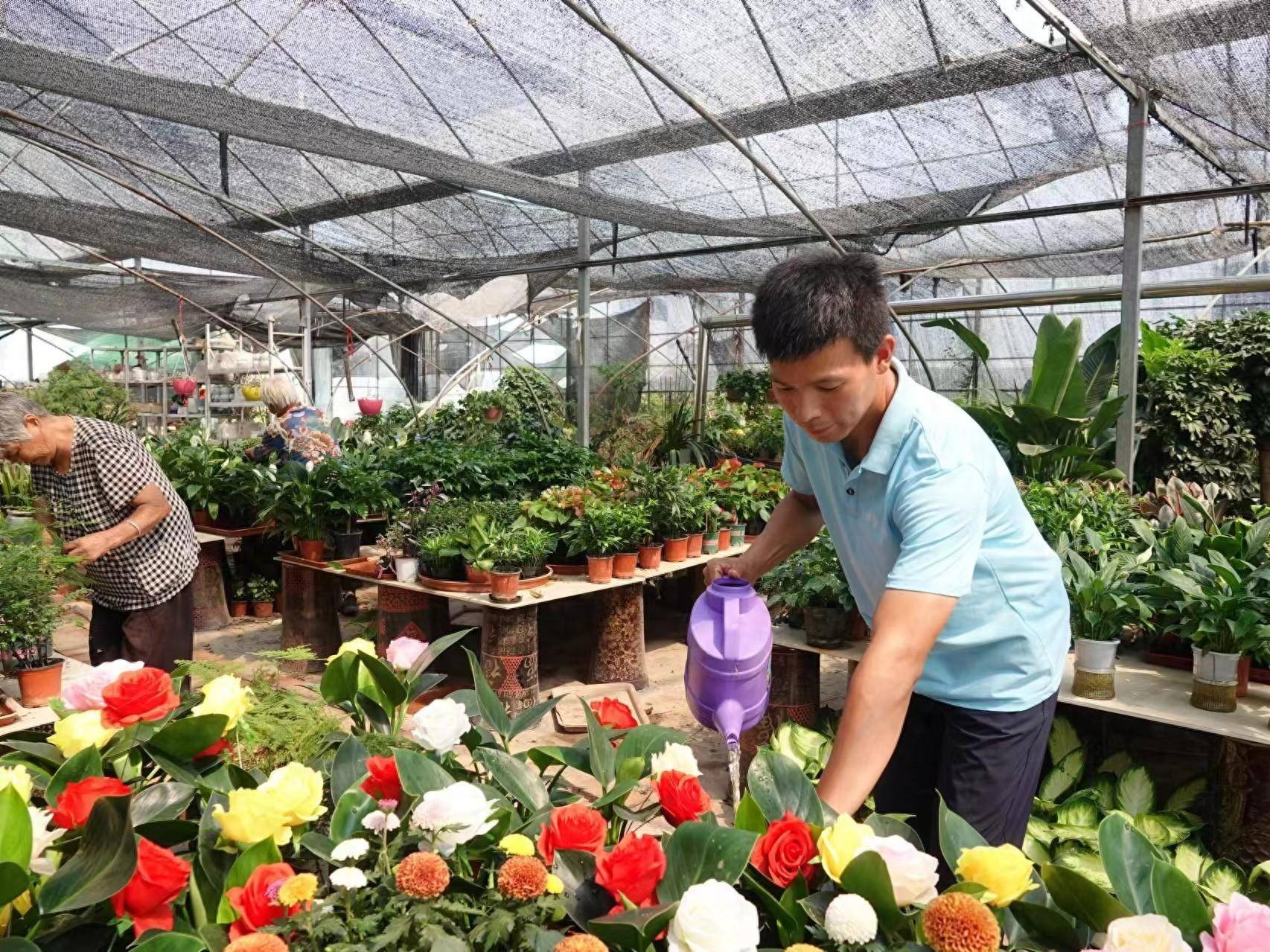 大棚经济一路“芬芳”